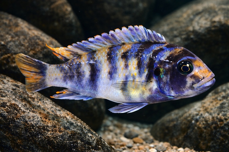 Maylandia zebra 'Narungu'